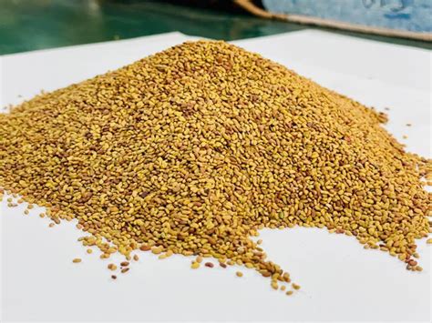 Alfalfa Seeds Medicago Sativa Harmain