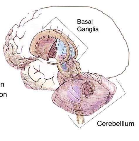 Lecture Basal Ganglia Flashcards Quizlet