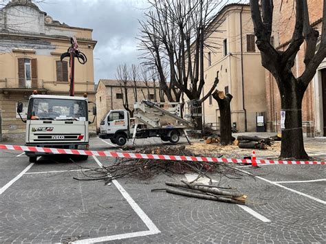 Alberi Malati Con Stabilit Compromessa Messa In Sicurezza Piazza