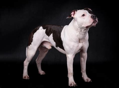 Premium Photo | Portrait of happy american staffordshire terrier ...