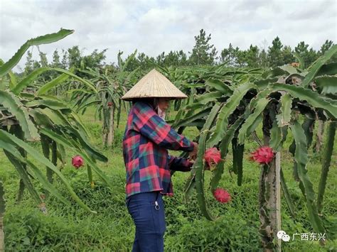 千名记者一线行丨东兴市江平镇黄竹村： 红心火龙果带来“红火”日子澎湃号·政务澎湃新闻 The Paper