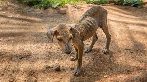 Leishmaniosis Canina Gu A Causas S Ntomas Tratamiento