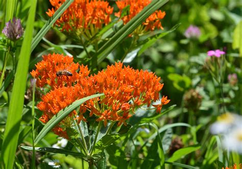 Butterfly Weed - Watching for WildflowersWatching for Wildflowers