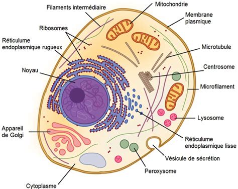 Bioweb Les Cellules