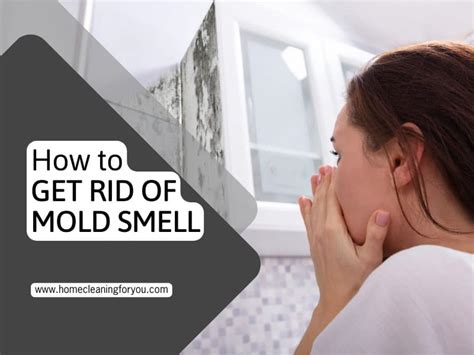 How To Get Rid Of Mold Smell Must Know Guidelines