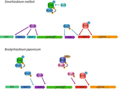 4 Gene Regulation In Response To Oxygen Sinorhizobium Meliloti Top Or