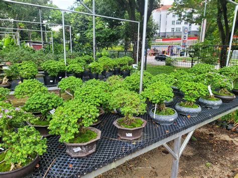 Blue Bell Bonsai Desmodium Unifoliatum With Moss L Furniture And Home