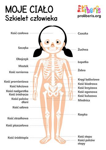 Moje Cia O Zestaw Kart Do Nauki Anatomii Cz Owieka Dla Dzieci Pro