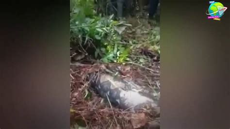 Wanita Di Telan Ular Piton Raksasa Saat Berada Dikebun Karet Video