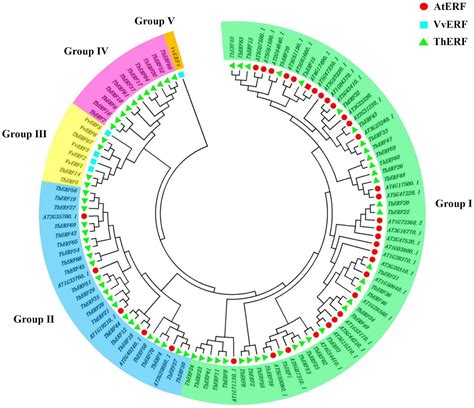 Frontiers Identification Of AP2 ERF Transcription Factors In