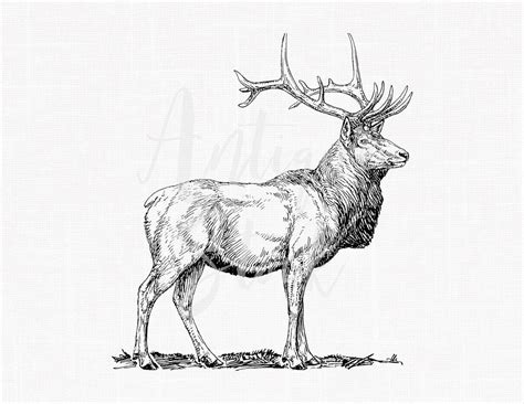 Easy Elk Drawing