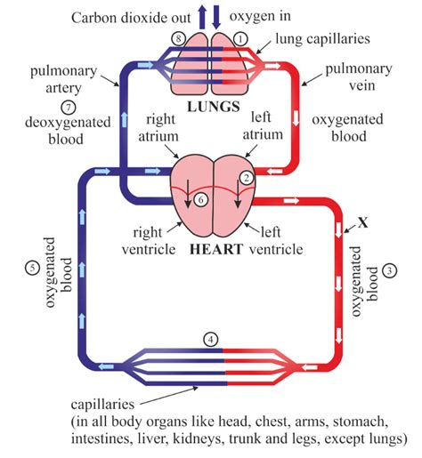 Explain The Circulation Of Blood In Human Body With The Help Of A