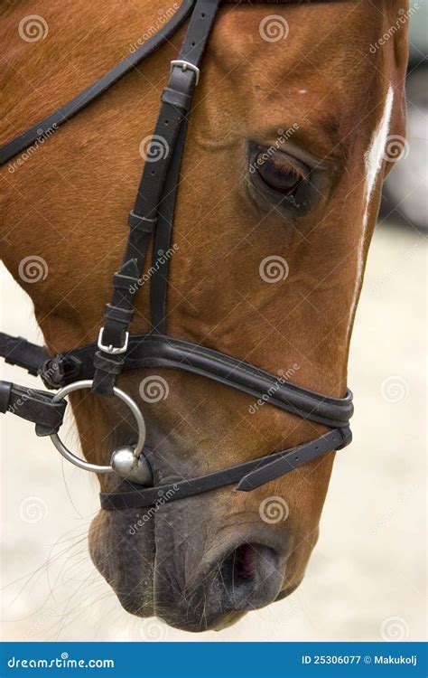 Horse dressage show stock image. Image of animal, ears - 25306077