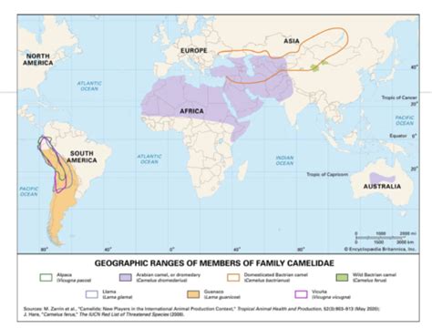 Reproduction in camelids Flashcards | Quizlet