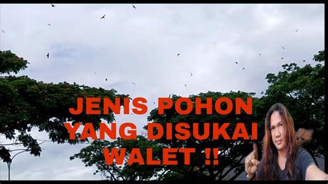 JENIS POHON YANG DISUKAI WALET YouTube