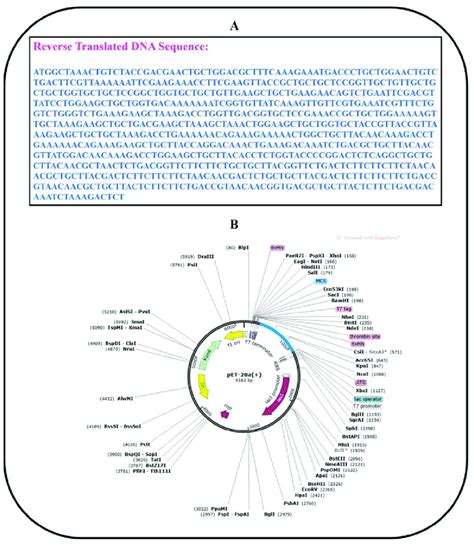 Codon Optimization And In Silico Cloning A Reverse Translated Dna