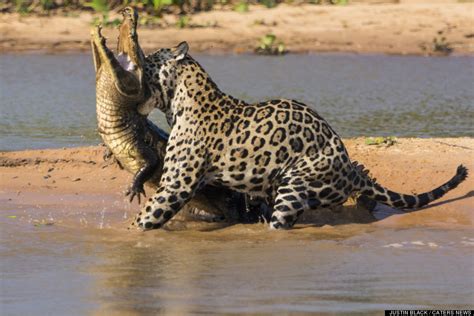 En Video Jaguar Ataca A Cocodrilo Curioseando