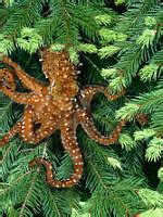 Save The Pacific Northwest Tree Octopus