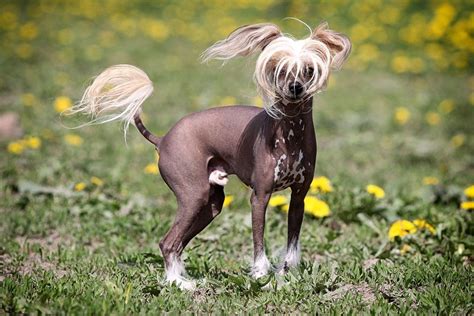 Worlds 10 Most Hilarious Dog Breeds 10 Most Today Funny Looking Dogs