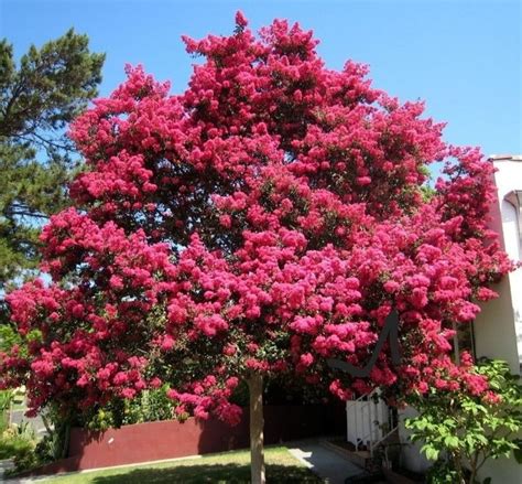 resedá de cheiro Myrtle tree Crepe myrtle trees Crape myrtle