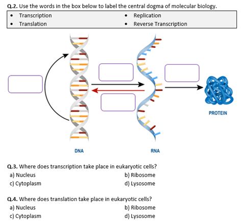 Dna To Protein Synthesis Transcription And Translation