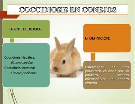 Coccidiosis En Conejos Clasificacion Pptx Descarga Gratuita