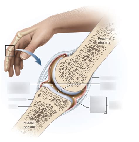 Aandp Synovial Joint Label Diagram Quizlet