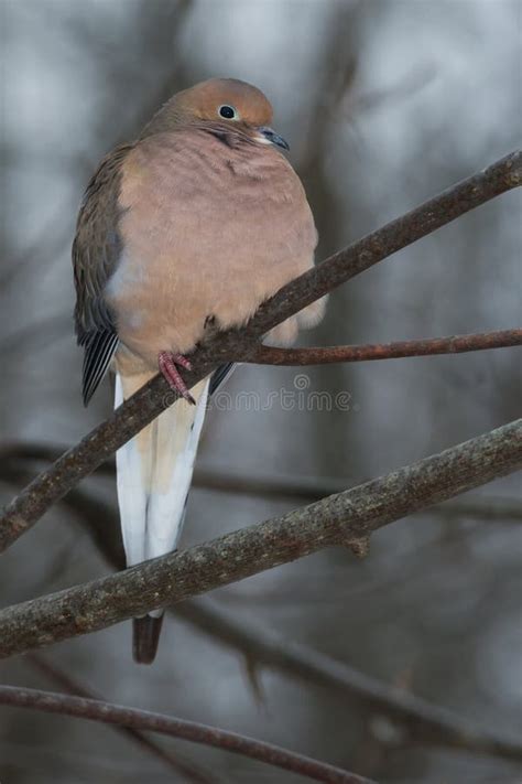 Mourning Dove Zenaida Macroura Stock Photo Image Of Ornithology