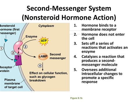 Ppt Define Hormone And Target Organ Powerpoint Presentation Free