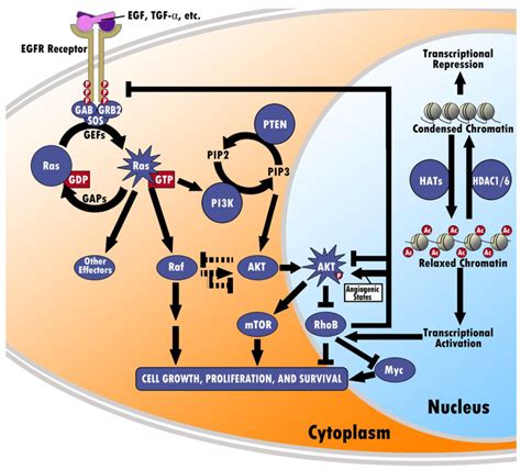 Interactions Between Rhob And Egfr Ras Pi K Akt Mtor Myc And Hdac