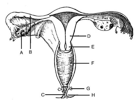 Female Reproductive System Part 2 Diagram Quizlet