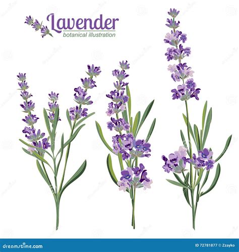 Lavender Flowers Elements Botanical Illustration Royalty Free Cartoon