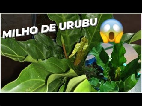 Conhe A O Milho De Urubu Medicinal E Ornamental Youtube