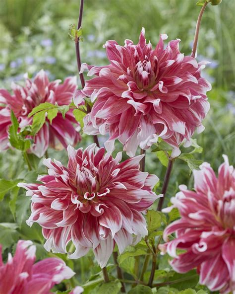 Dahlia Frost Nip Dahlia Store Exclusive Dahlia Tubers