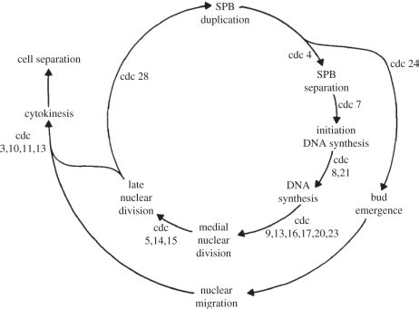 A Model In Which Cell Cycle Ordering Is Due To A Dependency Of Events