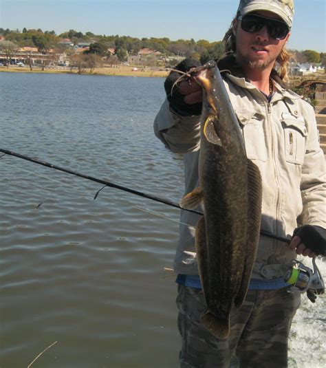 Pictures And Photographs Of The South African Barbel Sharptooth Catfish