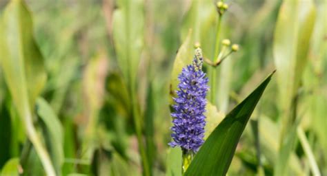 Ecology Of The Withlacoochee River Watershed