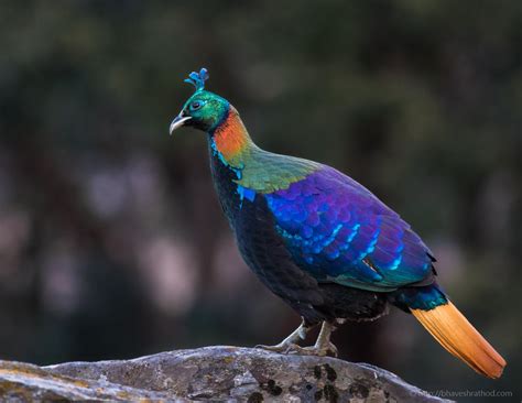 Himalayan Monal Oc 1280x854 Rbirding