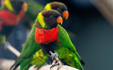 Rare parrots hatched in Chester Zoo in 'pivotal moment' for species