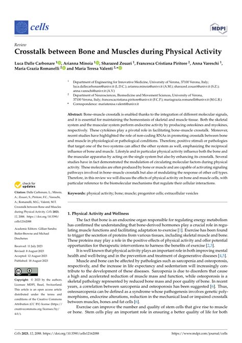 PDF Crosstalk Between Bone And Muscles During Physical Activity