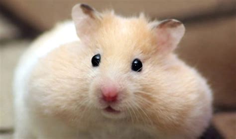 Chubby Hamster Cheeks