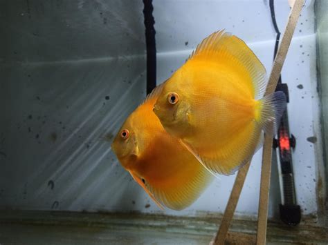 discus breeding pair raquarium