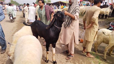 Han Bhai Kitne Ka Liya Qurbani 2022 Bakra Eid YouTube