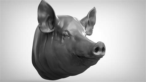 Свинья Реалистичная Голова 3D Модель $79 - .obj .ztl - Free3D