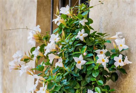 Dipladenia hivernage comment préparer cette jolie fleur pour l hiver