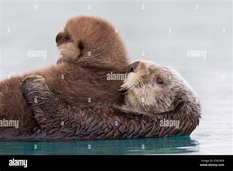 Baby Sea Otter Holding Hands