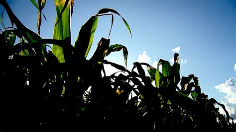 Pesquisadores Discutem Seguran A No Uso De Agroqu Micos Agro Em Campo