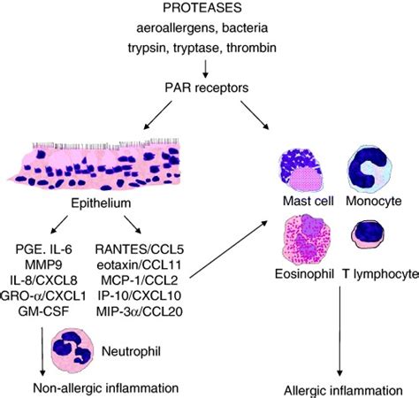 Proteases Including Those From Aeroallergens And Bacteria Induce