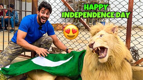 LION KO PAKISTAN KA FLAG PEHNA DIA 14 AUGUST MISHKAT KHAN