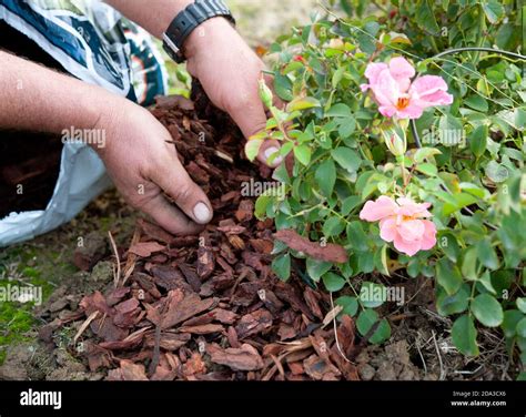 Gardener Uses The Pine Bark To Mulch A Rose Bush In Anticipation Of